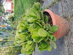Crassula ovata. Hoog 35 cm Omtrek 70 cm, Huis en Inrichting, Kamerplanten, Ophalen, Halfschaduw, Minder dan 100 cm