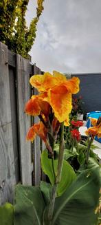 Canna Picasso, Ophalen of Verzenden, Voorjaar, Volle zon, Wortelstok