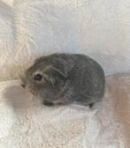 Zilveragouti cavia beer, Dieren en Toebehoren, Knaagdieren, Augustus, Mannelijk, Cavia
