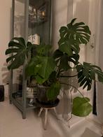 Grote Monstera Deliciosa (zonder pot), Tuin en Terras, Planten | Tuinplanten, Vaste plant, Bloeit niet, Halfschaduw, Ophalen