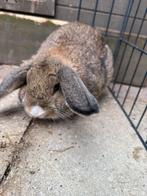 Vrouwtjes konijn, Dieren en Toebehoren, Konijnen, Vrouwelijk
