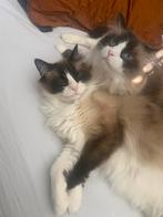 Lina en Simba zoeken een nieuw baasje, Dieren en Toebehoren, Meerdere dieren, Gechipt, 3 tot 5 jaar