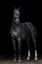 Paarden en pony's te Lease in Ede, dicht bij het bos, Verzorging of Verzorgpony's