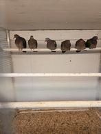 Groenvleugel duiven, Meerdere dieren, Overige soorten