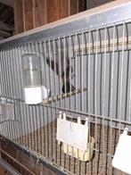 Mexicaanse roodmussen, Dieren en Toebehoren, Ophalen, Nieuw, Metaal, Vogelkooi