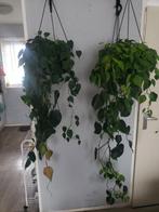 Mooi groene volle gezonde hangplanten vanaf 10 euro, Huis en Inrichting, Kamerplanten, Ophalen, Overige soorten, 100 tot 150 cm