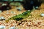 Uitgeselecteerde green jade garnalen, Dieren en Toebehoren, Vissen | Aquariumvissen, Kreeft, Krab of Garnaal