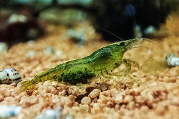 Uitgeselecteerde green jade garnalen beschikbaar voor biedingen