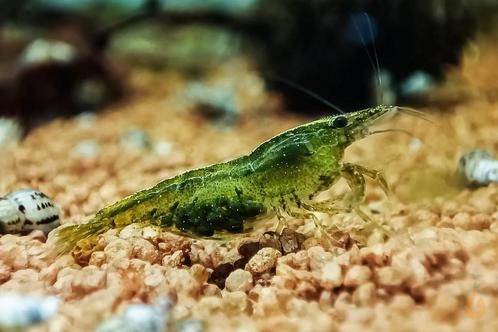Uitgeselecteerde green jade garnalen, Dieren en Toebehoren, Vissen | Aquariumvissen, Kreeft, Krab of Garnaal