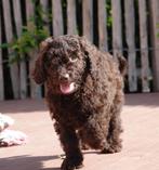 Prachtige medium Labradoodle pups (ouders aanwezig!), Dieren en Toebehoren, België, Overige rassen, CDV (hondenziekte), 8 tot 15 weken