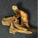 Taxidermie - Fraaie opgezette marter, Ophalen of Verzenden, Zo goed als nieuw, Wild dier, Opgezet dier