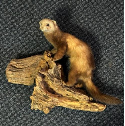 Taxidermie - Fraaie opgezette marter, Verzamelen, Dierenverzamelingen, Zo goed als nieuw, Opgezet dier, Wild dier, Ophalen of Verzenden
