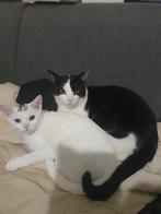 Tijdelijke oppas voor mijn katten, Kater, Kortharig, 0 tot 2 jaar