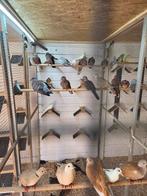 Witte senegal duiven, Dieren en Toebehoren, Meerdere dieren