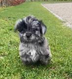 Nog 1 boomer pup beschikbaar, Dieren en Toebehoren, Parvo, Overige rassen, 8 tot 15 weken, Teef