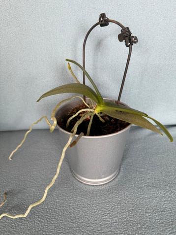 Kleine orchidee in pot beschikbaar voor biedingen