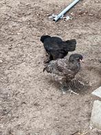 Twee leuke groenlegger hennen met baardje, 20 weken, Vrouwelijk, Kip