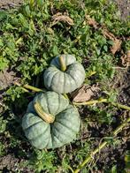 pompoenen te koop, Tuin en Terras, Ophalen, Eenjarig, Overige soorten