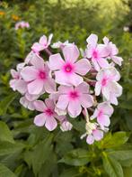 Phlox roze biologisch uit eigen tuin, Volle zon, Vaste plant, Zomer, Ophalen