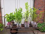 Mooie soorten Magnolia's (Beverboom) in pot!, Ophalen
