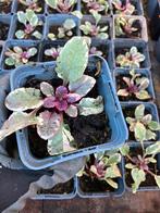Kruipend zenegroen Ajuga reptans 'Burgundy Glow' vaste plant, Tuin en Terras, Planten | Tuinplanten, Ophalen, Halfschaduw