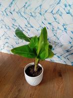 Bananenplant inclusief pot, Huis en Inrichting, Kamerplanten, Minder dan 100 cm, Halfschaduw, Ophalen