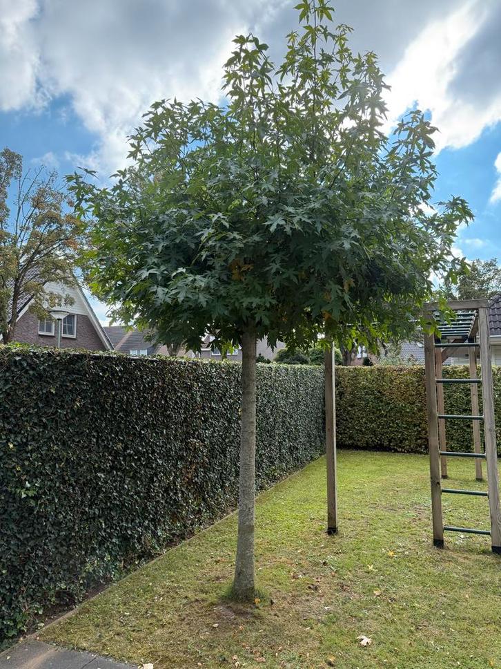 Dak liquidambar (Amberboom) dakboom, Tuin en Terras, Planten | Bomen, Dakboom, 100 tot 250 cm, Volle zon, Bloeit niet, Ophalen