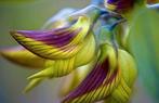 Groene vogel bloem zaadjes - Crotalaria Cunninghamii, Ophalen of Verzenden, Voorjaar, Volle zon, Zaad