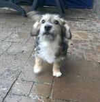 GEZELLIG TEEFJE SHADY IN NL WAAR MAG ZIJ NAAR TOE VERHUIZEN?, Dieren en Toebehoren, Honden | Niet-rashonden, Particulier, 15 weken tot 1 jaar