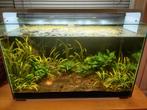 Compleet aquarium, Dieren en Toebehoren, Vissen | Aquaria en Toebehoren, Ophalen, Gebruikt, Gevuld zoetwateraquarium
