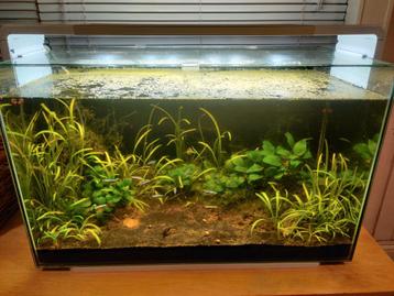Compleet aquarium beschikbaar voor biedingen