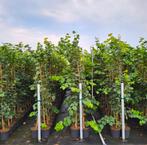 Tillia cordata winterlinde bosplantsoen in potgekweekt, Ophalen of Verzenden, Zomer, Overige soorten, Volle zon