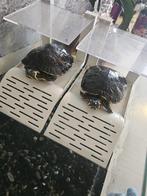 Twee schildpadden met aquarium, grind en filter, Schildpad, Met terrarium, 7 tot 10 jaar