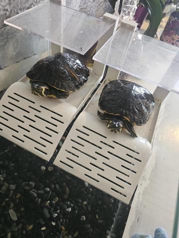 Twee schildpadden met aquarium, grind en filter beschikbaar voor biedingen