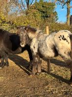 24/7 plekje gezocht voor shetlander merrie