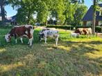 Weidegang ,Beweiding , begrazing gevraagd, Dieren en Toebehoren, Stalling en Weidegang, Weidegang