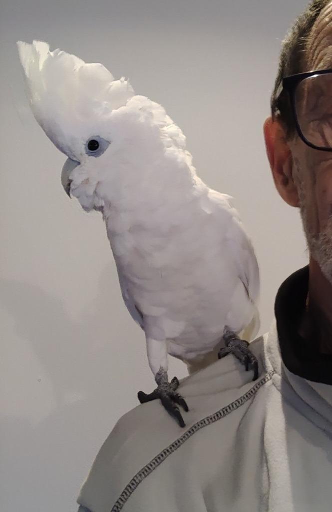 Mega tamme jonge ducorps Kakatoe, Dieren en Toebehoren, Vogels | Parkieten en Papegaaien, Papegaai, Meerdere dieren, Pratend, Tam
