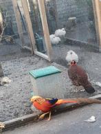 2 keer trio goudfazanten., Dieren en Toebehoren, Pluimvee, Meerdere dieren, Kip