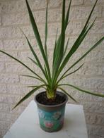 YUCCA FLAMENTOSA (PALMLELIE)  ZEER MAKKELIJKE PLANT, Tuin en Terras, Planten | Tuinplanten, Volle zon, Vaste plant, Zomer, Ophalen