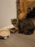 Poes Zoë, Dieren en Toebehoren, Poes, Kortharig, 6 jaar of ouder