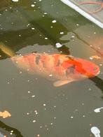 Te koop: 3 kohaku koi’s wegens overbevolking in de vijver, Dieren en Toebehoren, Karper of Koi