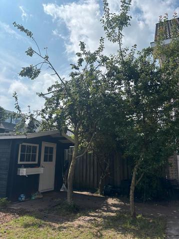 Gratis pruimenboom beschikbaar voor biedingen