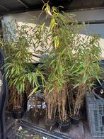 Banboe zomer en wintergroen de fargesia rufa nieuw  in ass, Tuin en Terras, Vaste plant, Bloeit niet, Halfschaduw, Ophalen