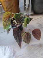 Stippenbegonia plant ( polkadot pink), Huis en Inrichting, Kamerplanten, Ophalen, Overige soorten, Halfschaduw, In pot