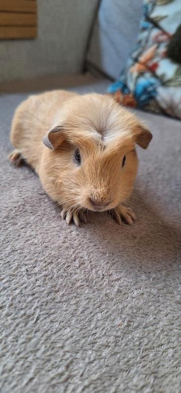 Mooie jonge Gladharige/Californië Gekruinde cavia's  beschikbaar voor biedingen