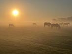 Stalling vrij Heemskerk, Dieren en Toebehoren, Weidegang, 2 of 3 paarden of pony's