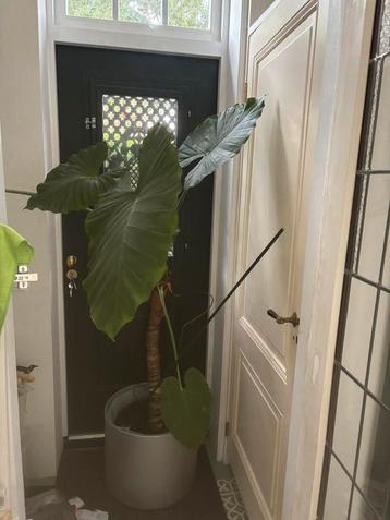 Grote alocasia/ olifantsoor beschikbaar voor biedingen