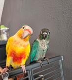 Tam Pyrrhura koppel, Dieren en Toebehoren, Meerdere dieren, Parkiet