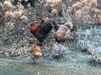 Te koop grote wyandotten!!!, Dieren en Toebehoren, Pluimvee, Meerdere dieren, Kip