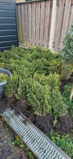 Ilex Crenata 40cm x 60 stuks, Bloeit niet, Halfschaduw, Minder dan 100 cm, Overige soorten